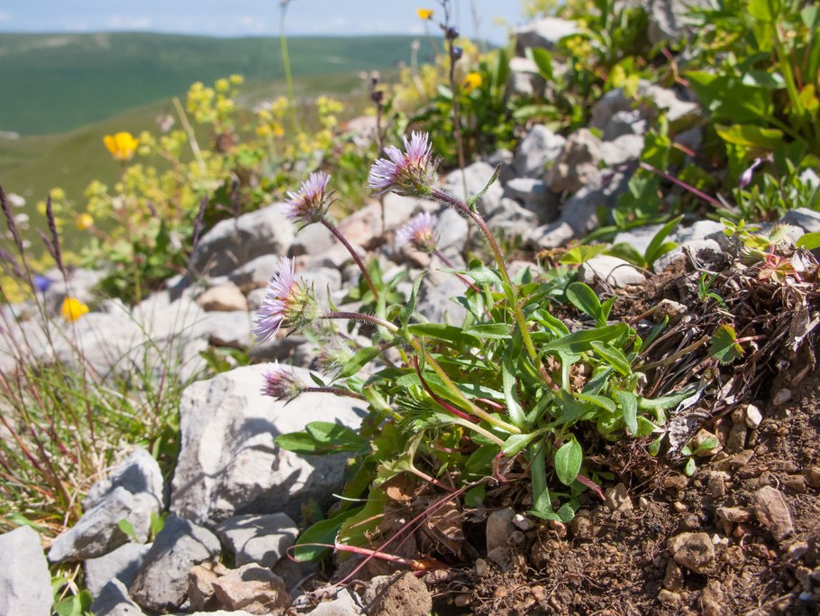 Erigeron alpinus