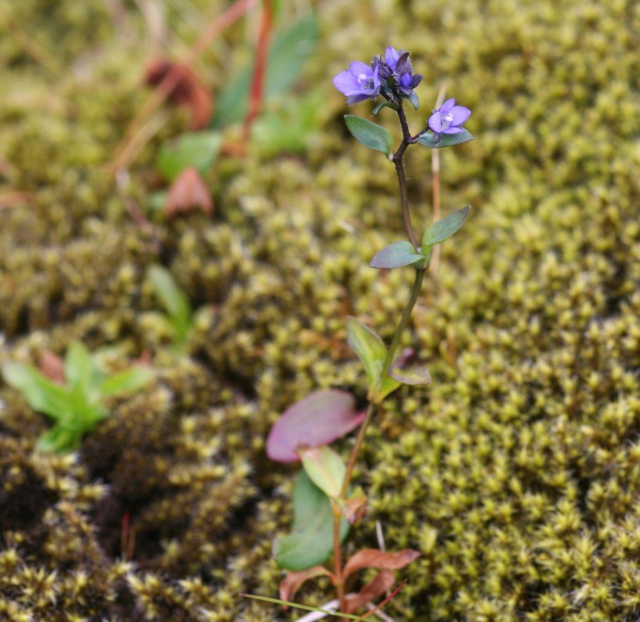 Двулепестник Парижский