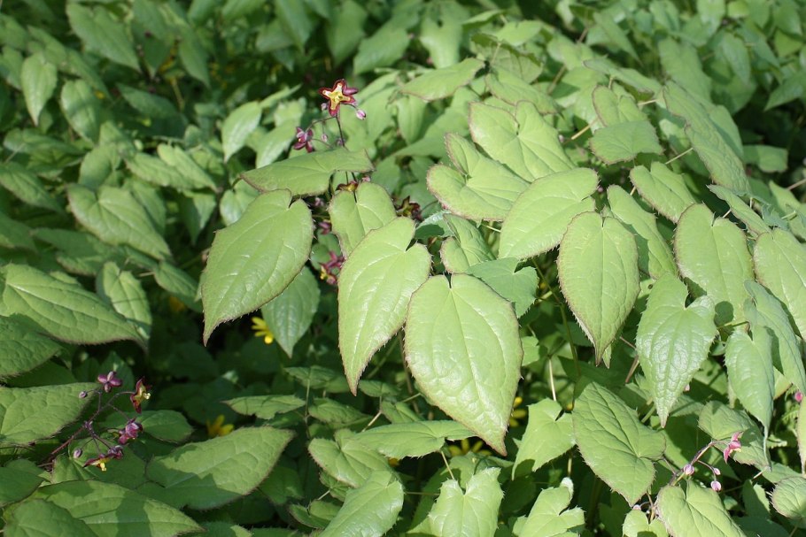 Sólida go virgaurea