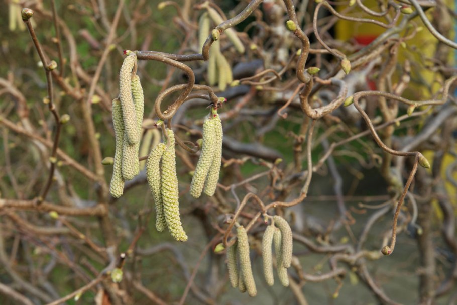 Corylus avellana 'barceloński'