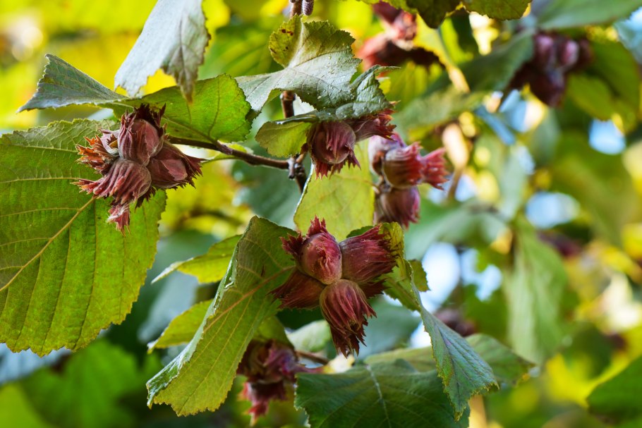 Лещина обыкновенная (Corylus avellana)