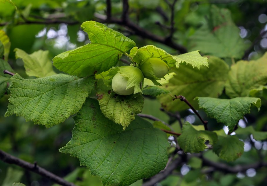 Лещина обыкновенная (Corylus avellana)