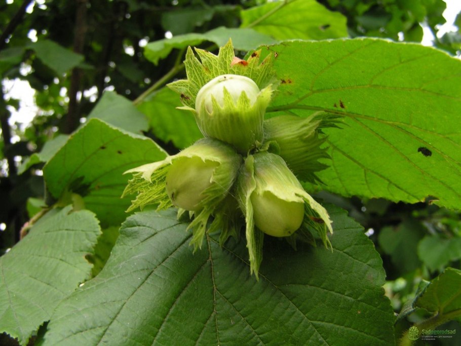 Виргинская лещина