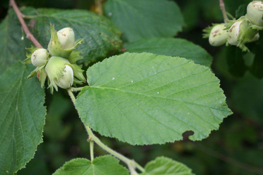 Лещина рогатая