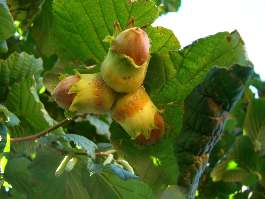 Лещина обыкновенная орешник