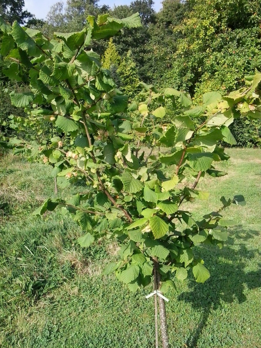 Лещина обыкновенная орешник