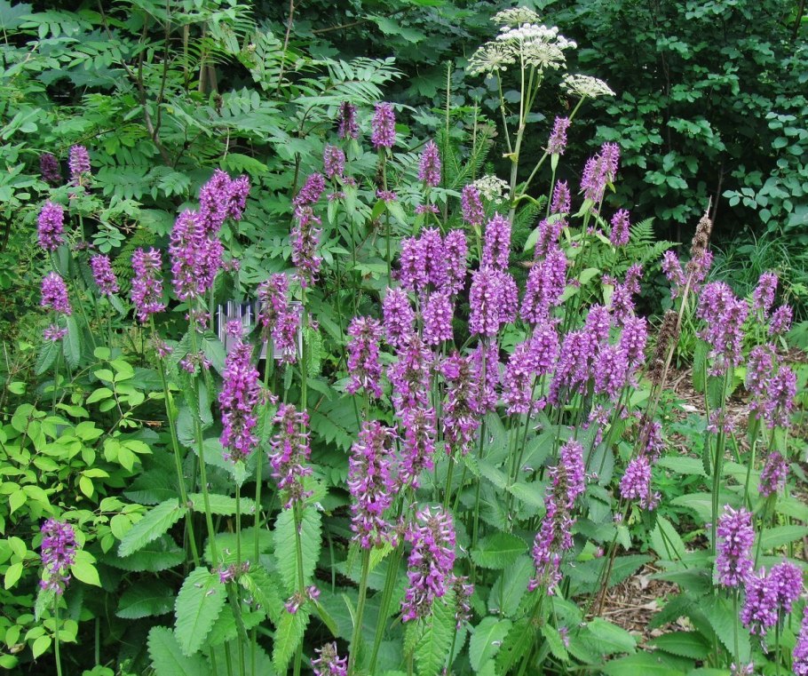 Чистец болотный (Stáchys palústris)