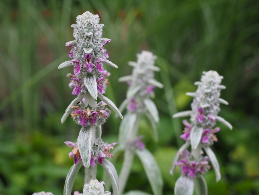 Стахис Stachys byzantina