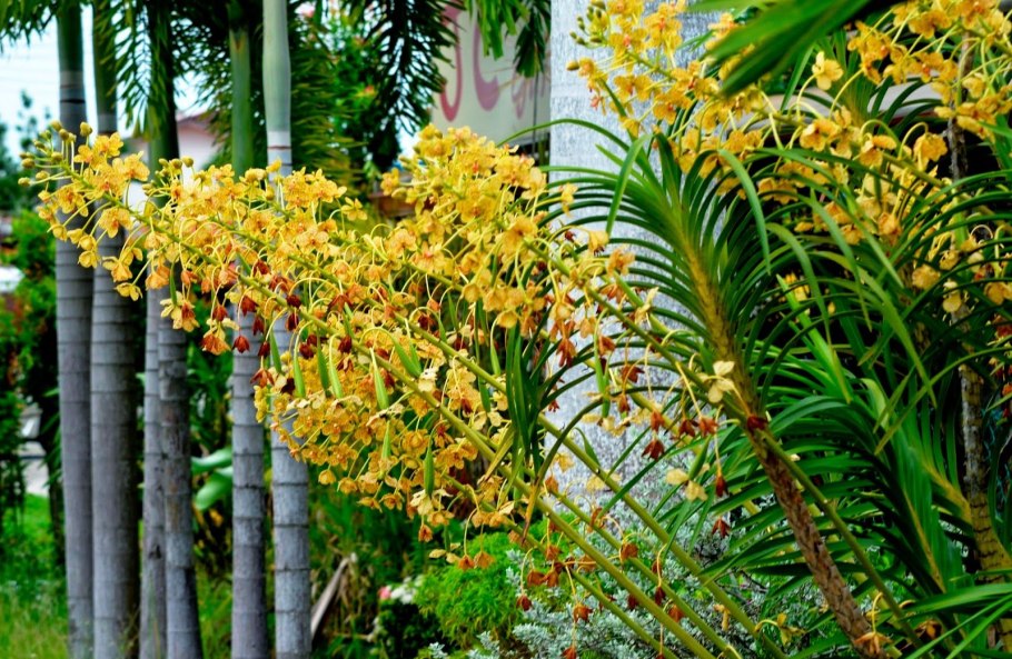 Тигровая Орхидея (Grammatophyllum speciosum)