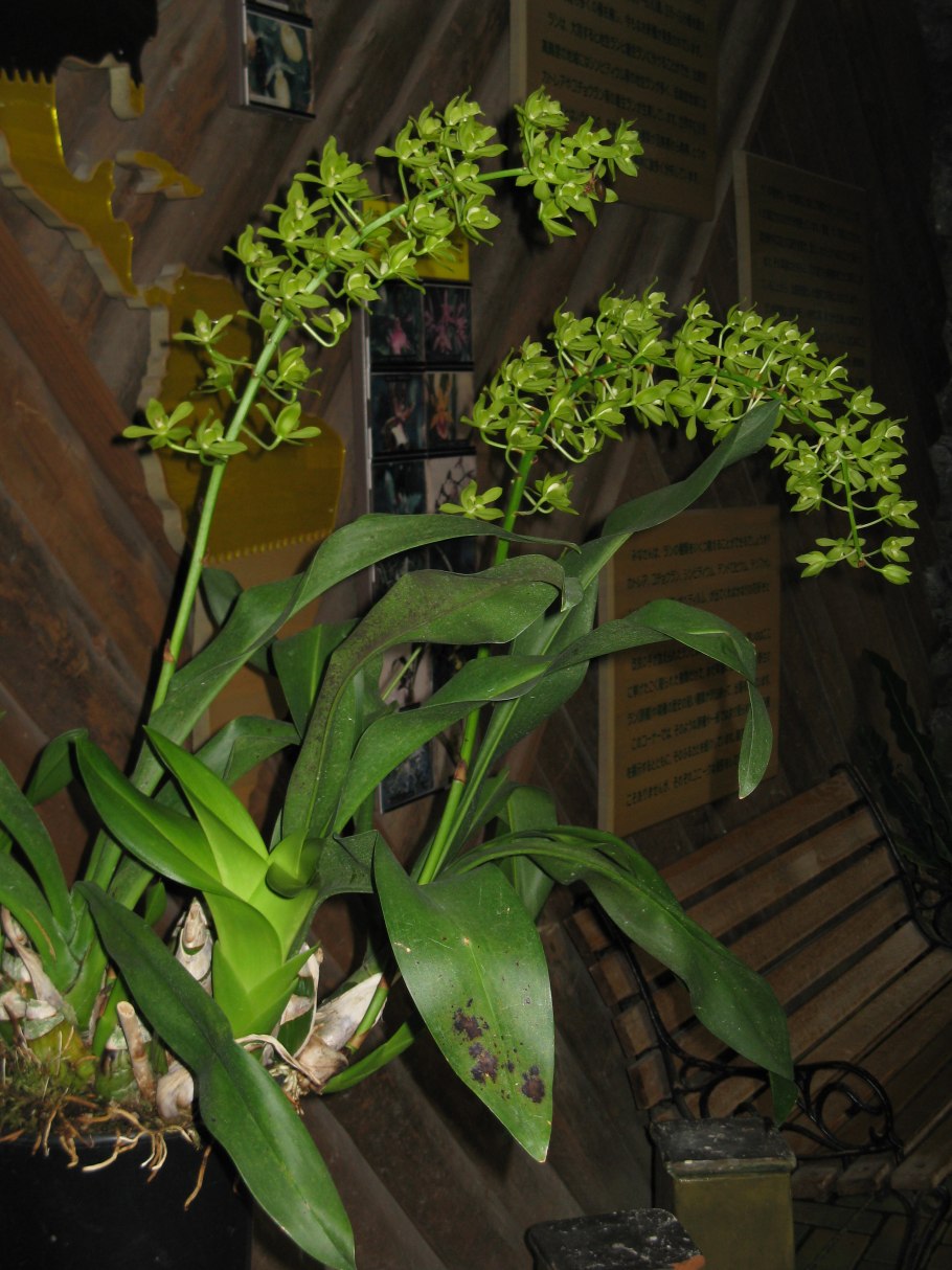 Grammatophyllum Scriptum var. Kiilani