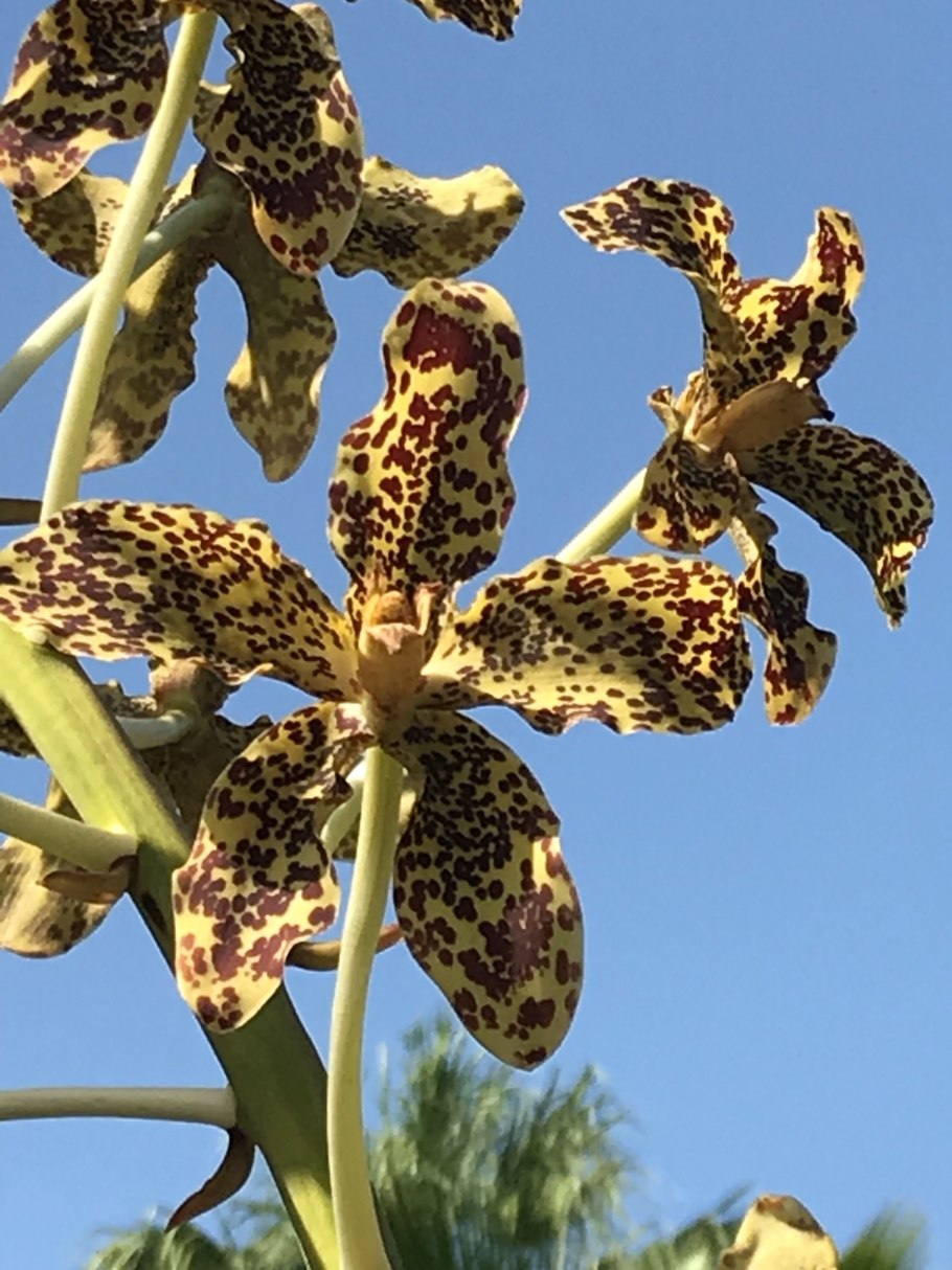 Тигровая Орхидея (Grammatophyllum speciosum)