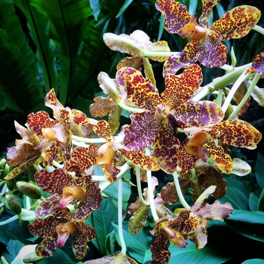 Grammatophyllum speciosum