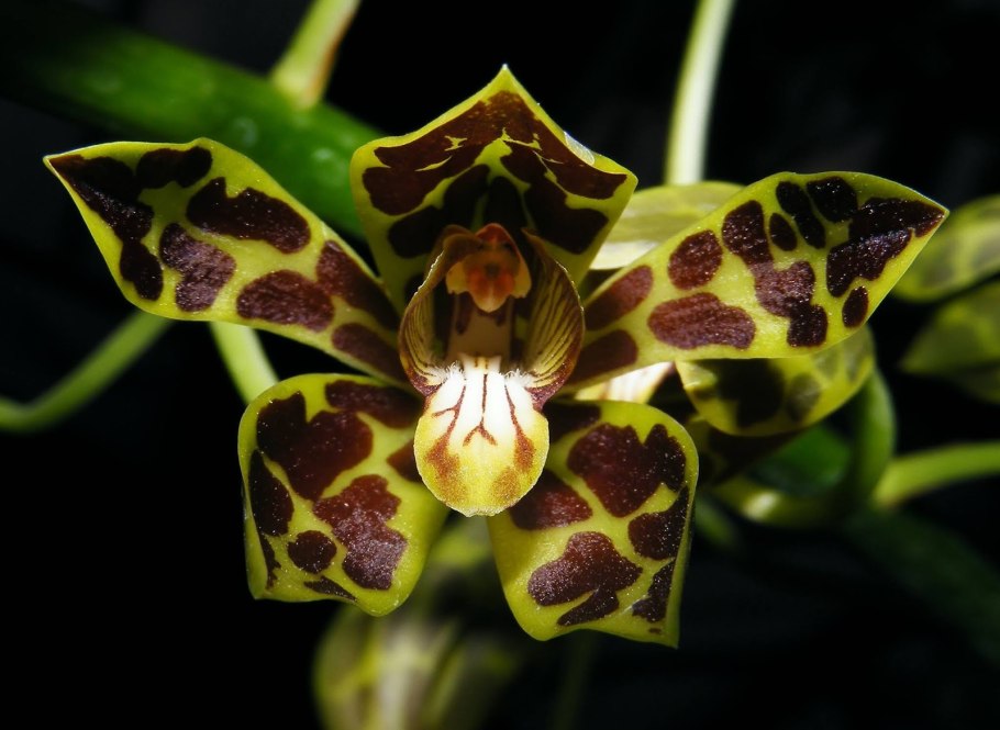 Grammatophyllum stapeliiflorum