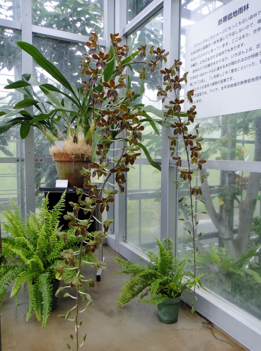 Grammatophyllum speciosum