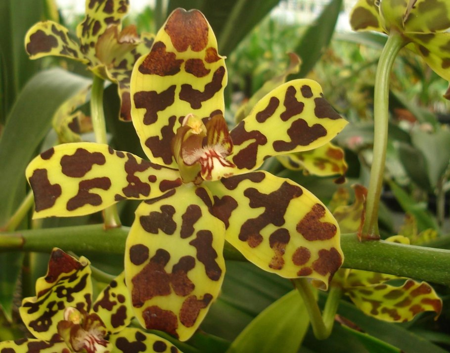 Grammatophyllum Scriptum