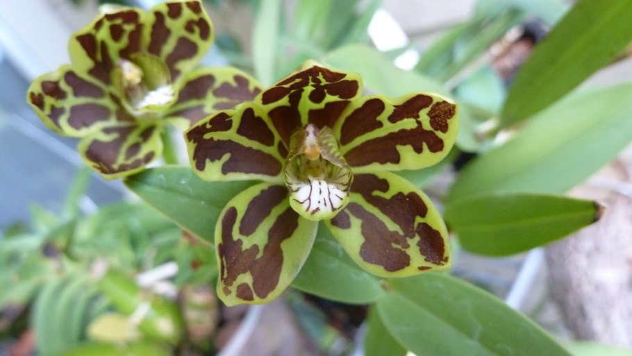 Grammatophyllum Scriptum var citrinum (variegata)