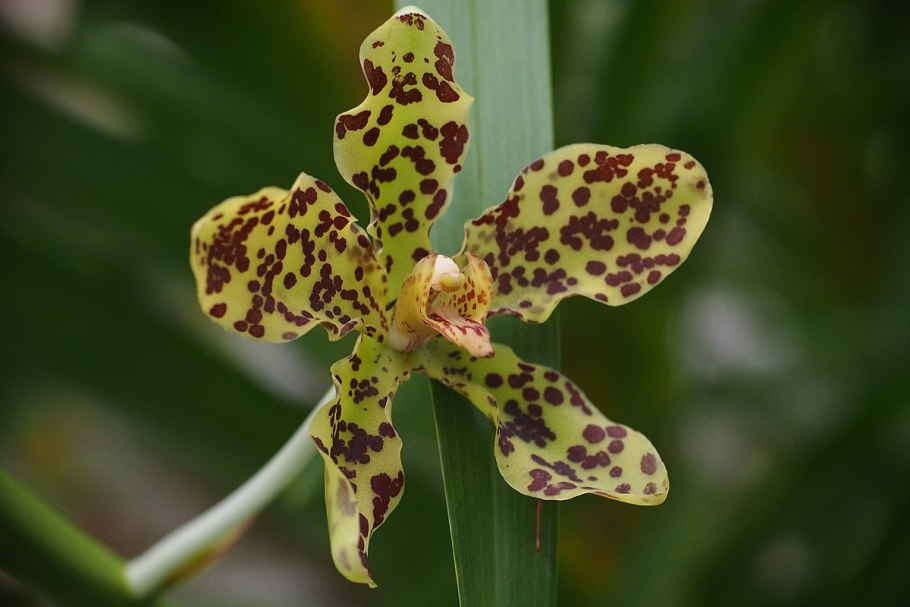 Grammatophyllum speciosum var. Flava