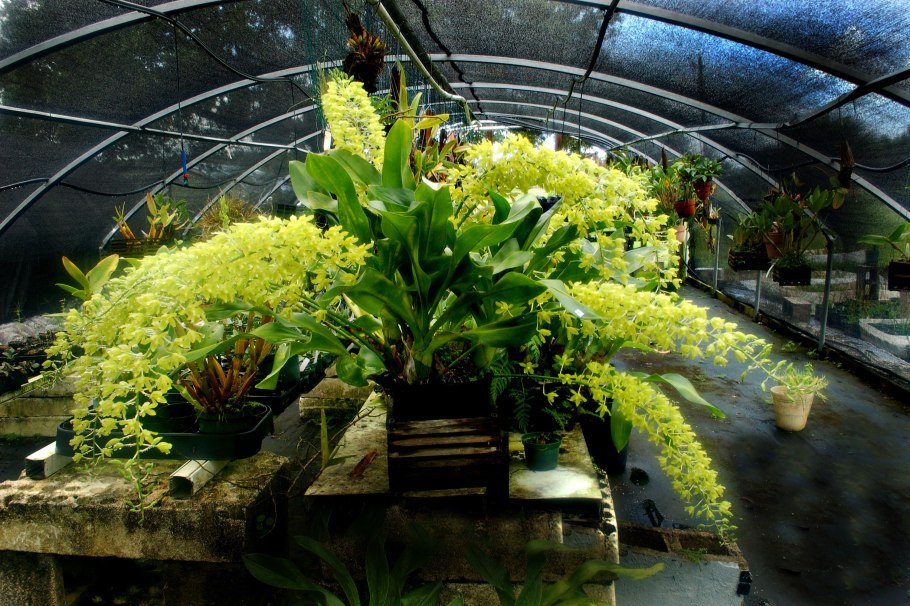 Grammatophyllum speciosum