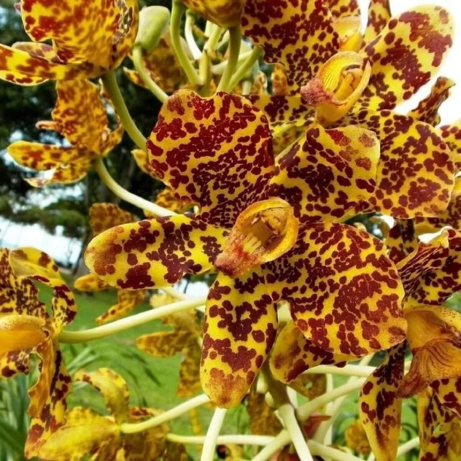 Тигровая Орхидея (Grammatophyllum speciosum)