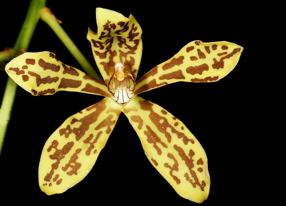 Орхидея Grammatophyllum Scriptum
