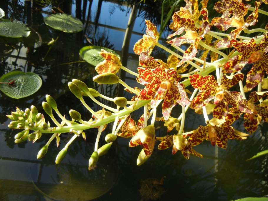 Grammatophyllum Scriptum var citrinum (variegata)