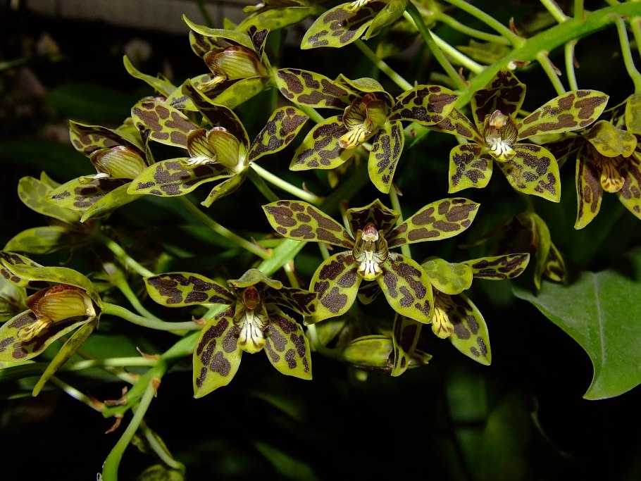 Тигровая Орхидея (Grammatophyllum speciosum)