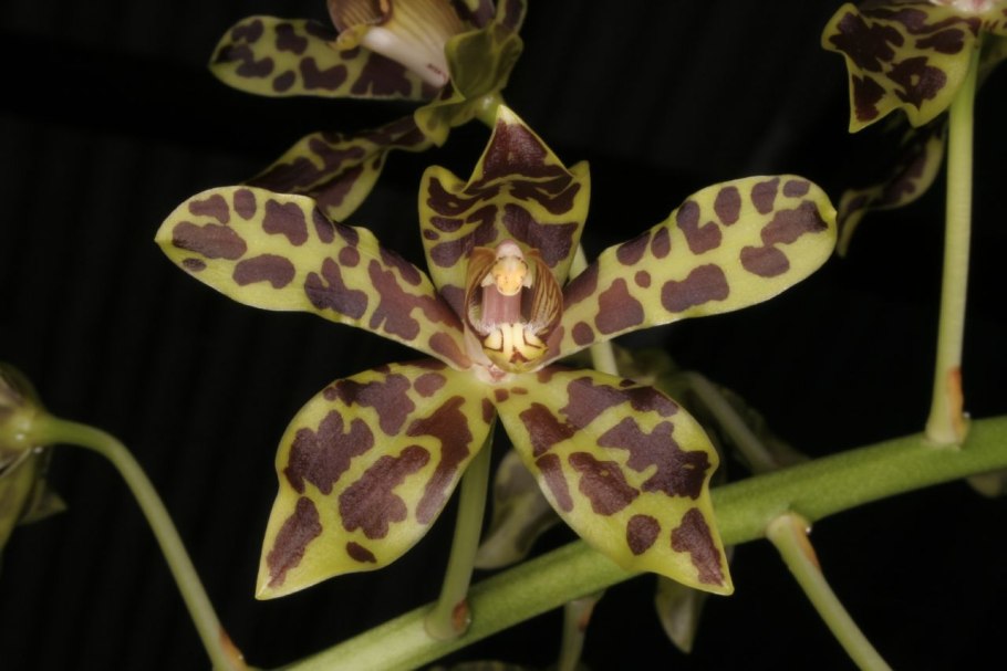 Grammatophyllum speciosum