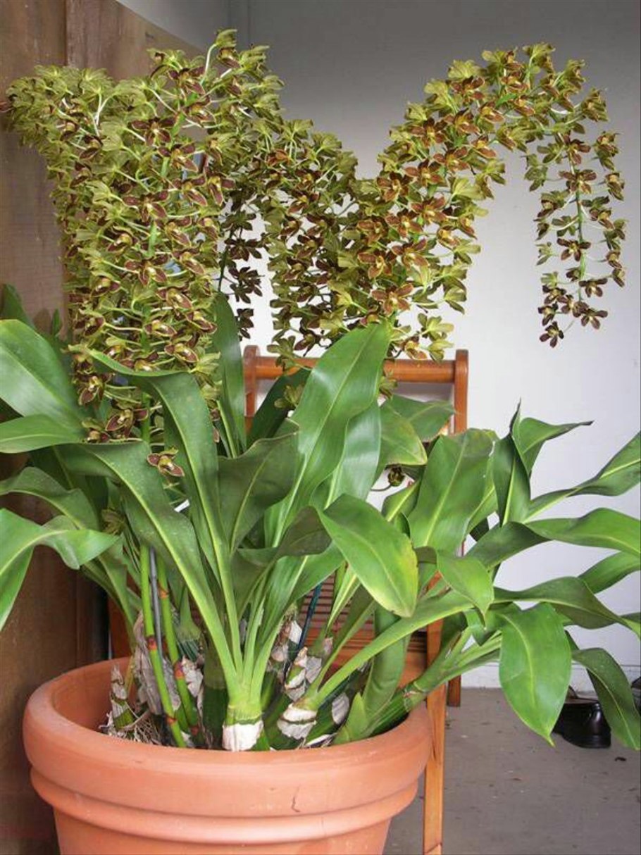 Тигровая Орхидея (Grammatophyllum speciosum)