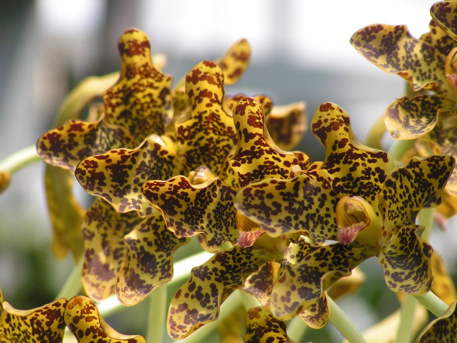 Grammatophyllum Scriptum