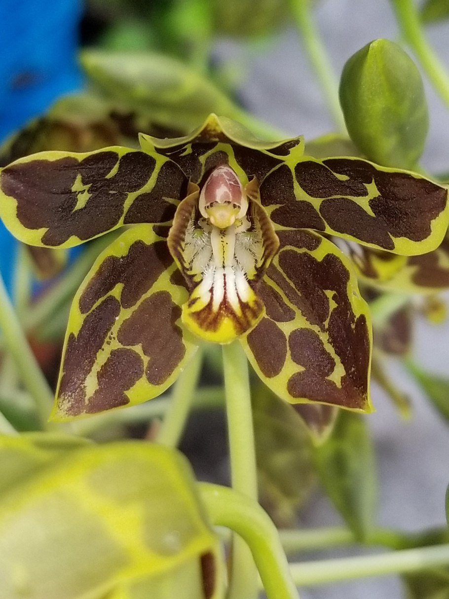 Grammatophyllum Scriptum var citrinum (variegata)