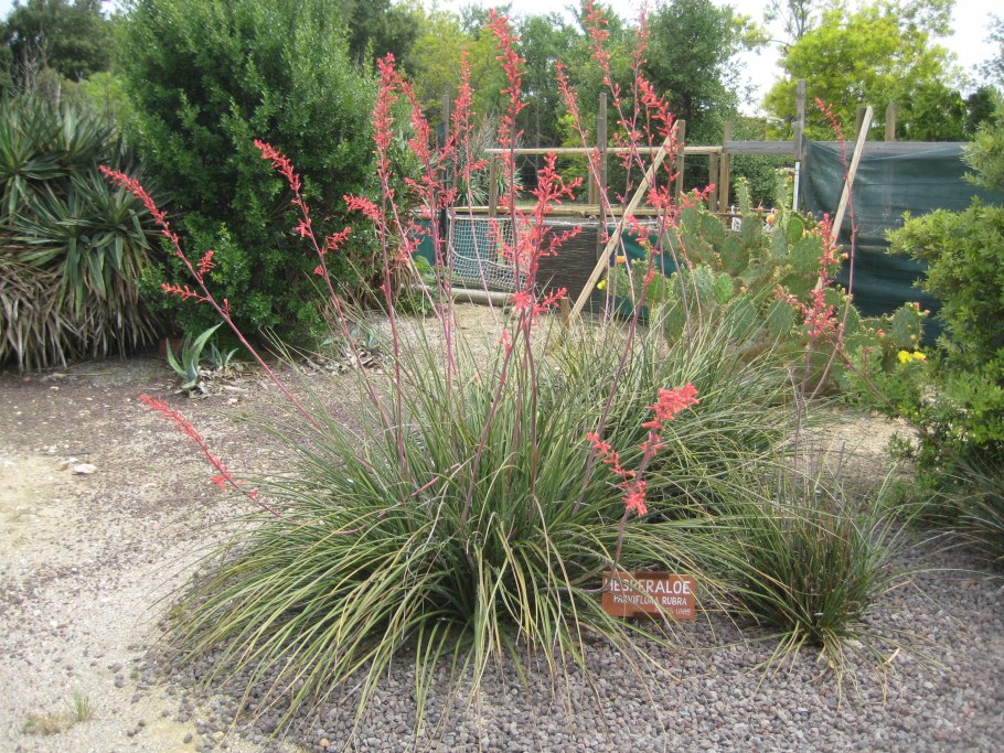 Hesperaloe parviflora Red Yucca