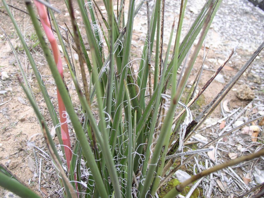 Hesperaloe parviflora