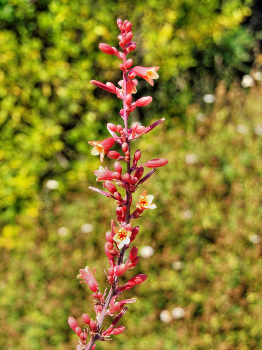Hesperaloe funifera