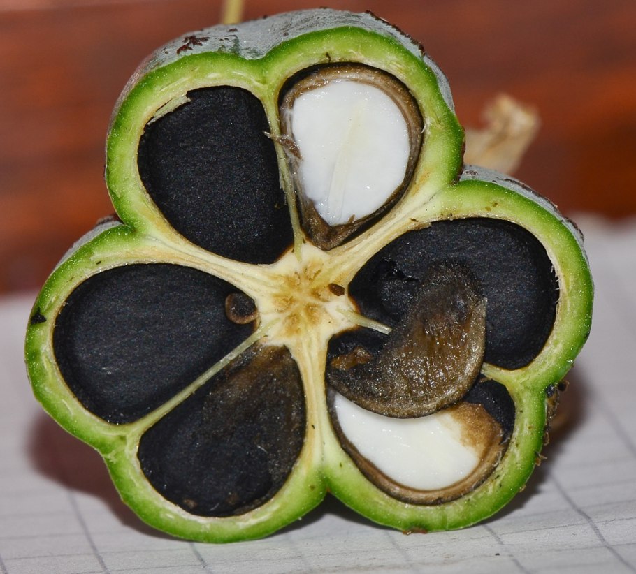 Орех ксантоцерас (чекалкин орех)