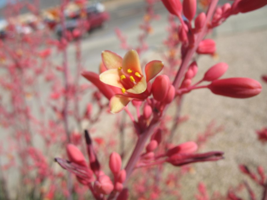 Юкка rubra красная Red Yucca