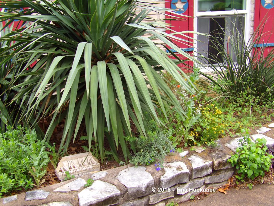 Юкка нитчатая