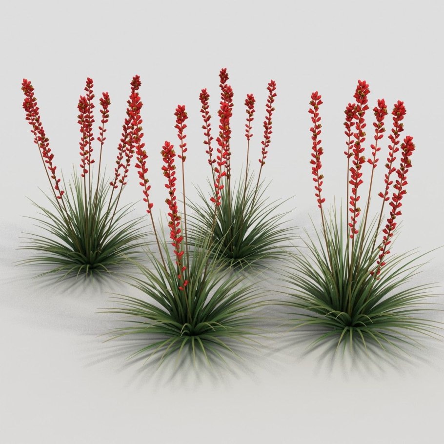 Кто выращивал геспералоэ