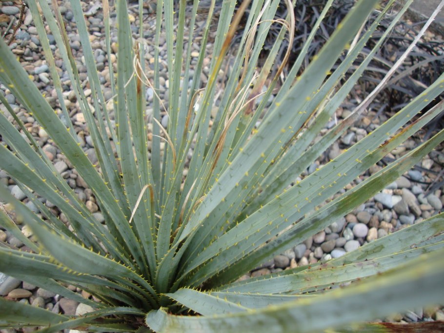 Юкка красная или геспералоэ