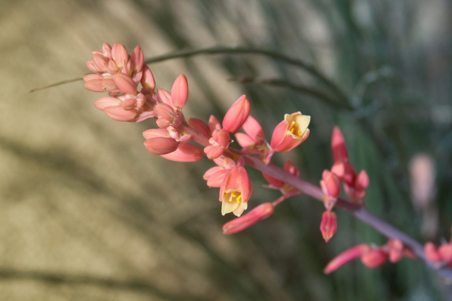 Hesperaloe parviflora