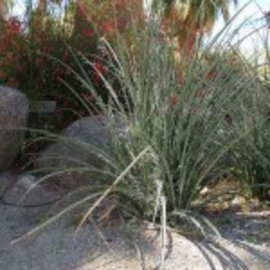 Юкка красная или геспералоэ rubra