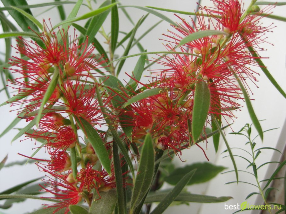 Каллистемон цветение