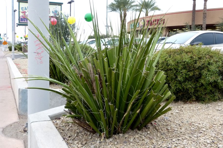 Юкка славная