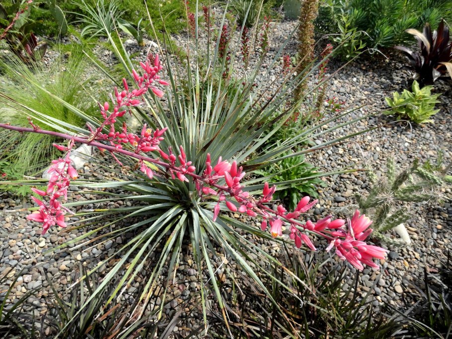 Hesperaloe parviflora