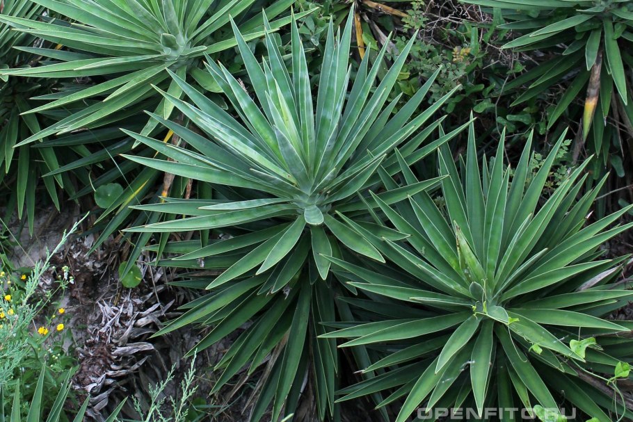 Hesperaloe parviflora