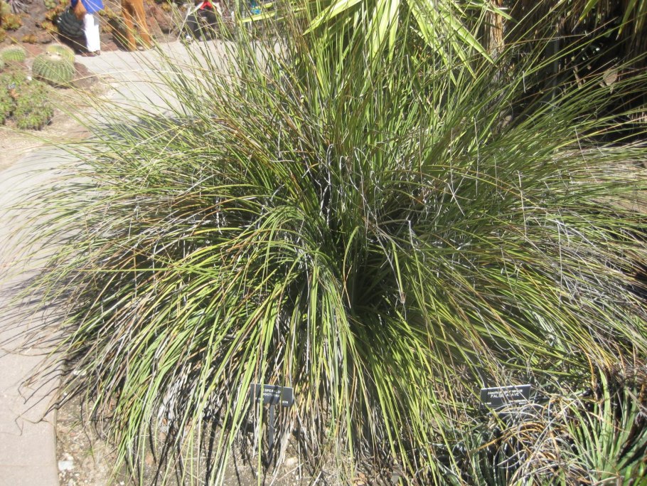 Юкка алоэлистная Вариегата