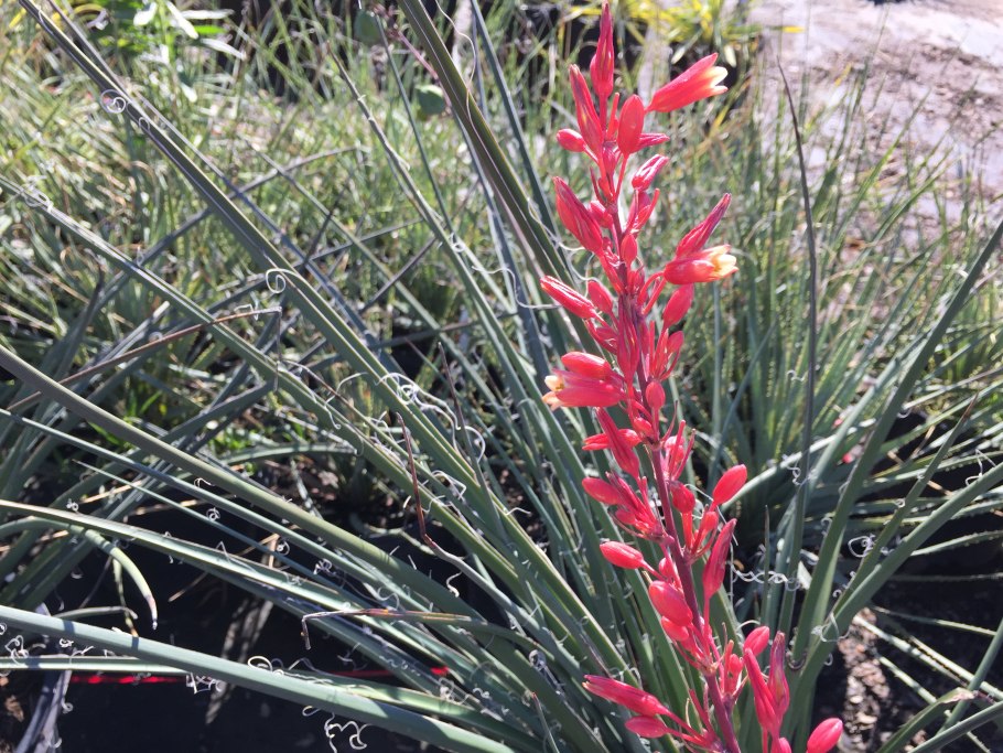 Hesperaloe parviflora