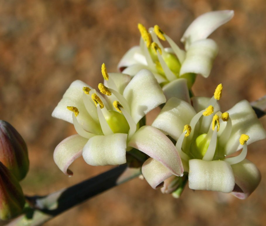 Hesperaloe funifera
