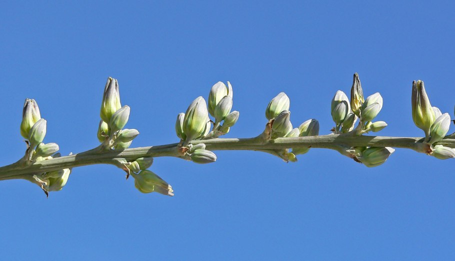 Hesperaloe campanulata