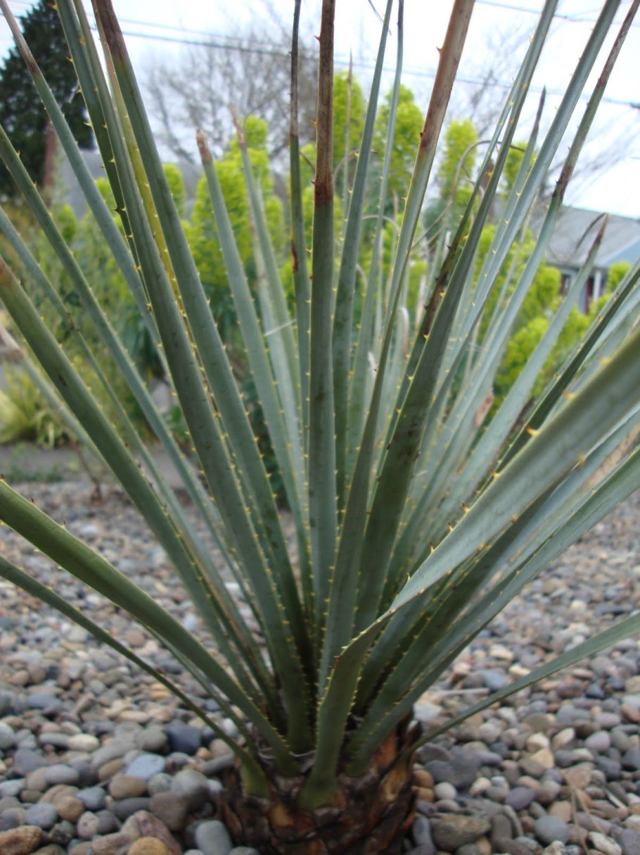 Юкка клювовидная