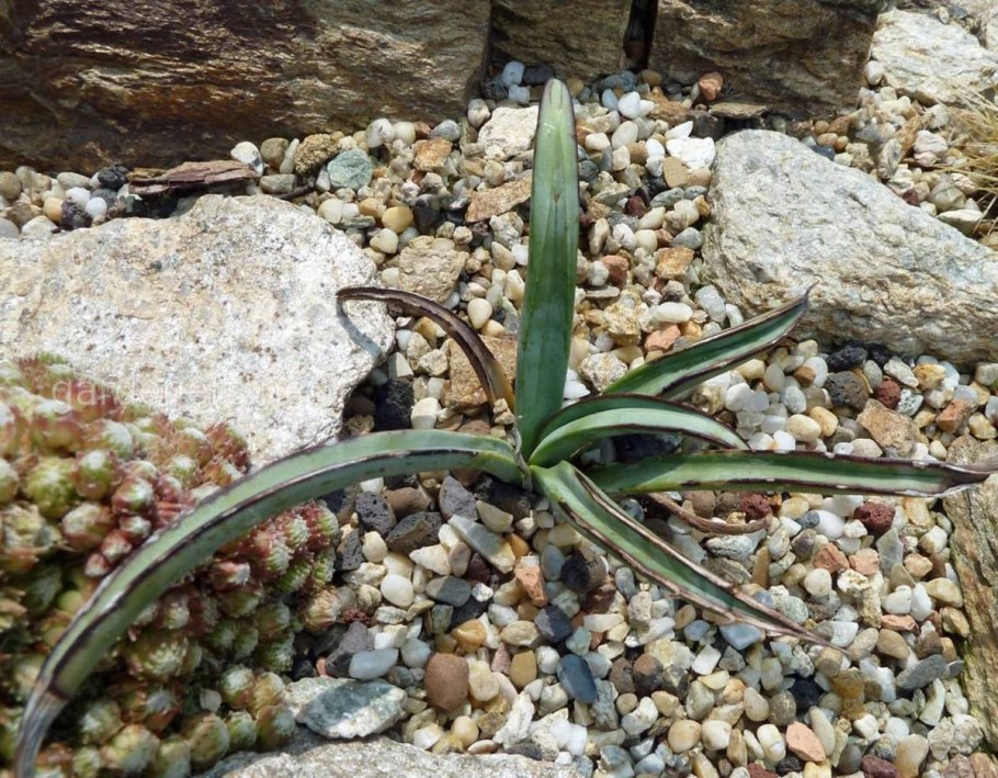 Каллистемон цветение